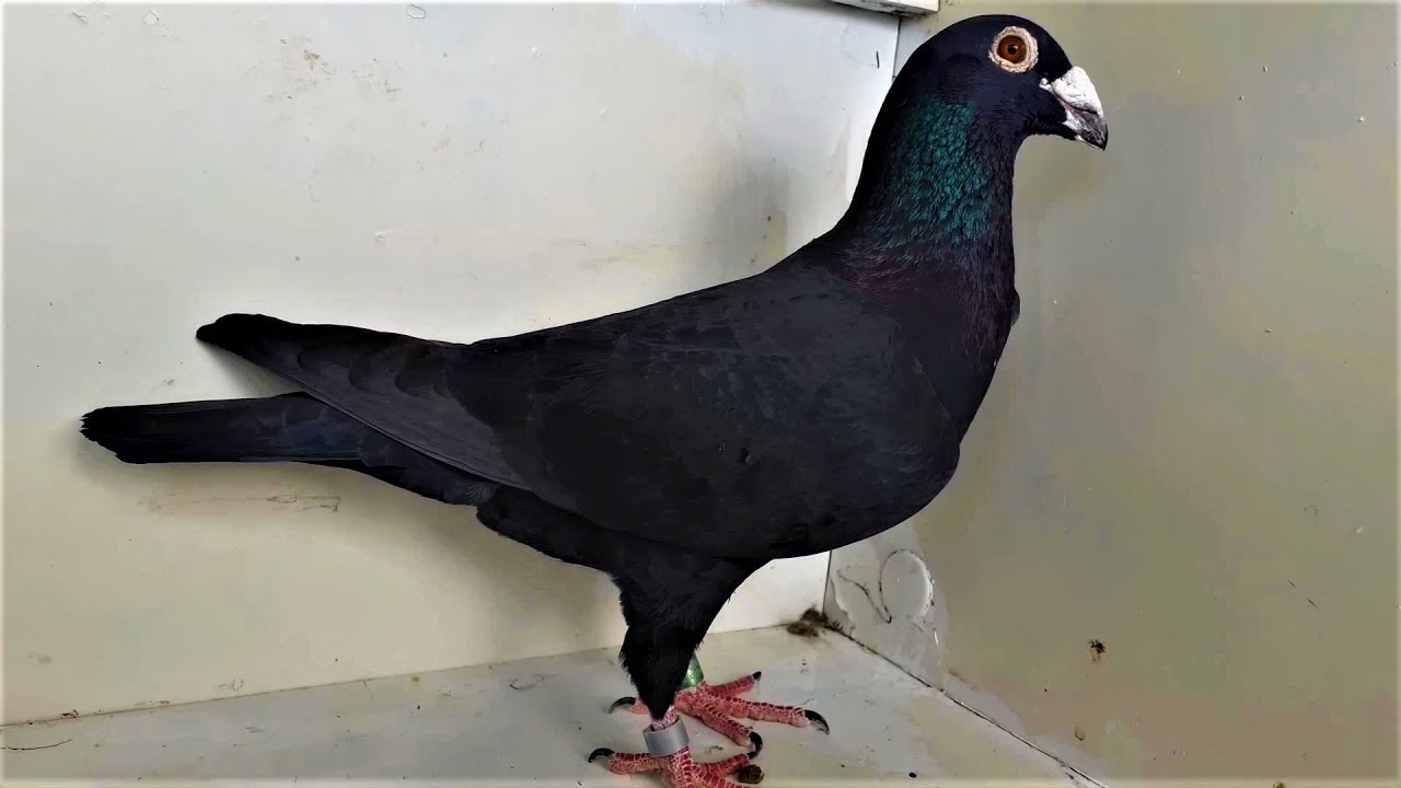RARE COLOUR RACING PIGEONS TIL 6982003778