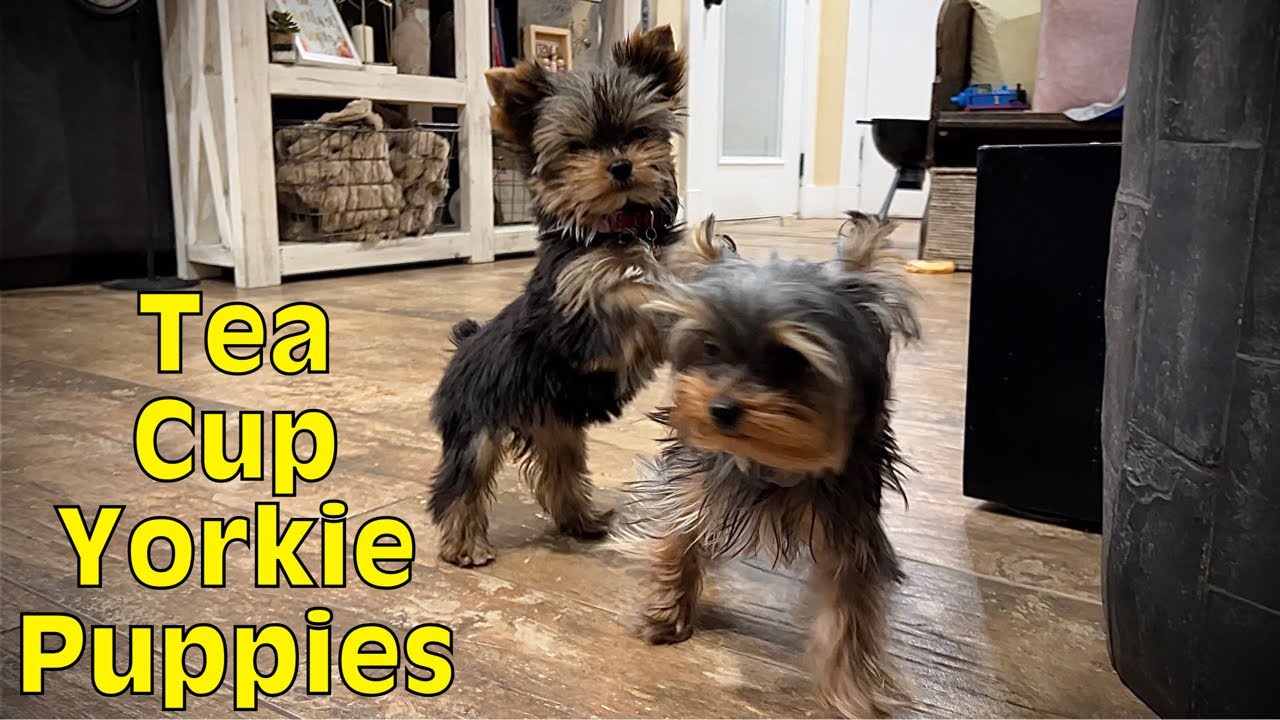 Worlds Smallest Tea Cup Yorkies