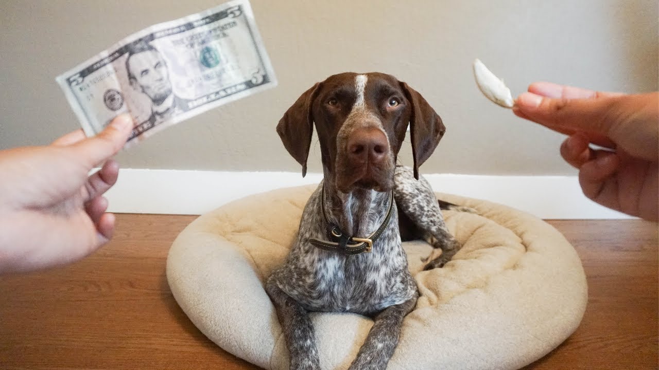 Broke his Canine TOOTH!!! | German Shorthaired Pointer