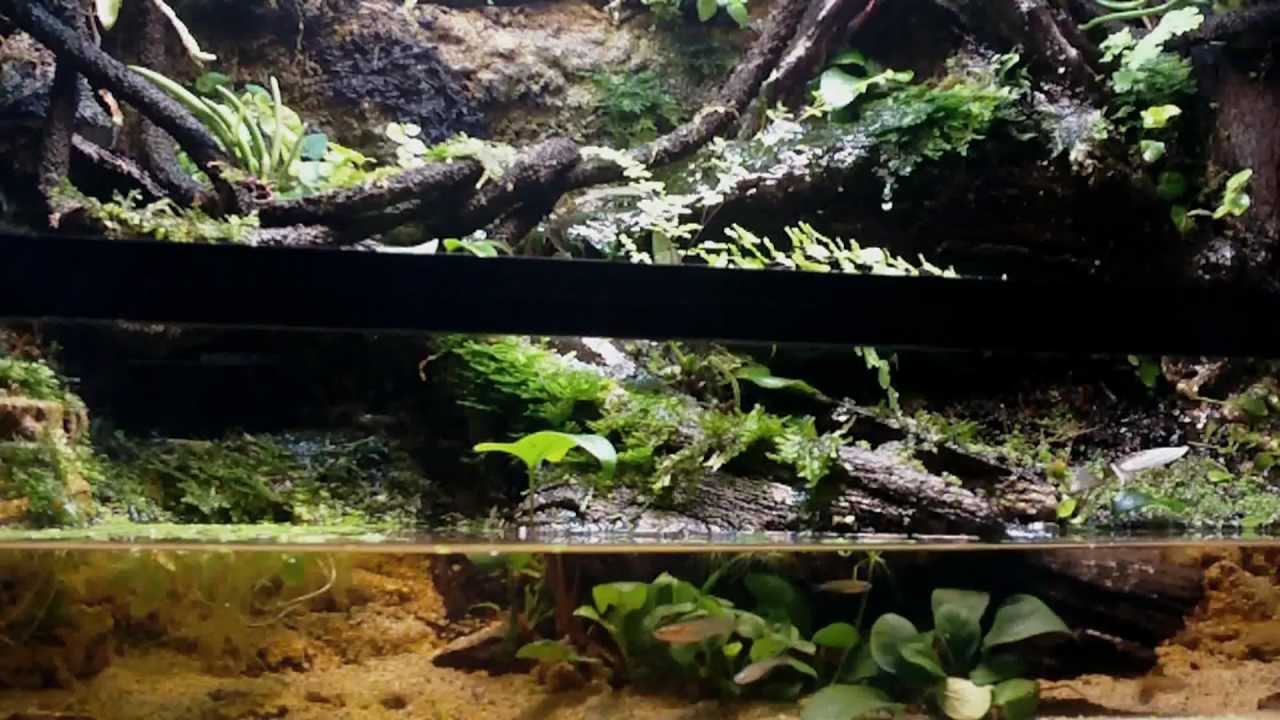DendroAcua | 