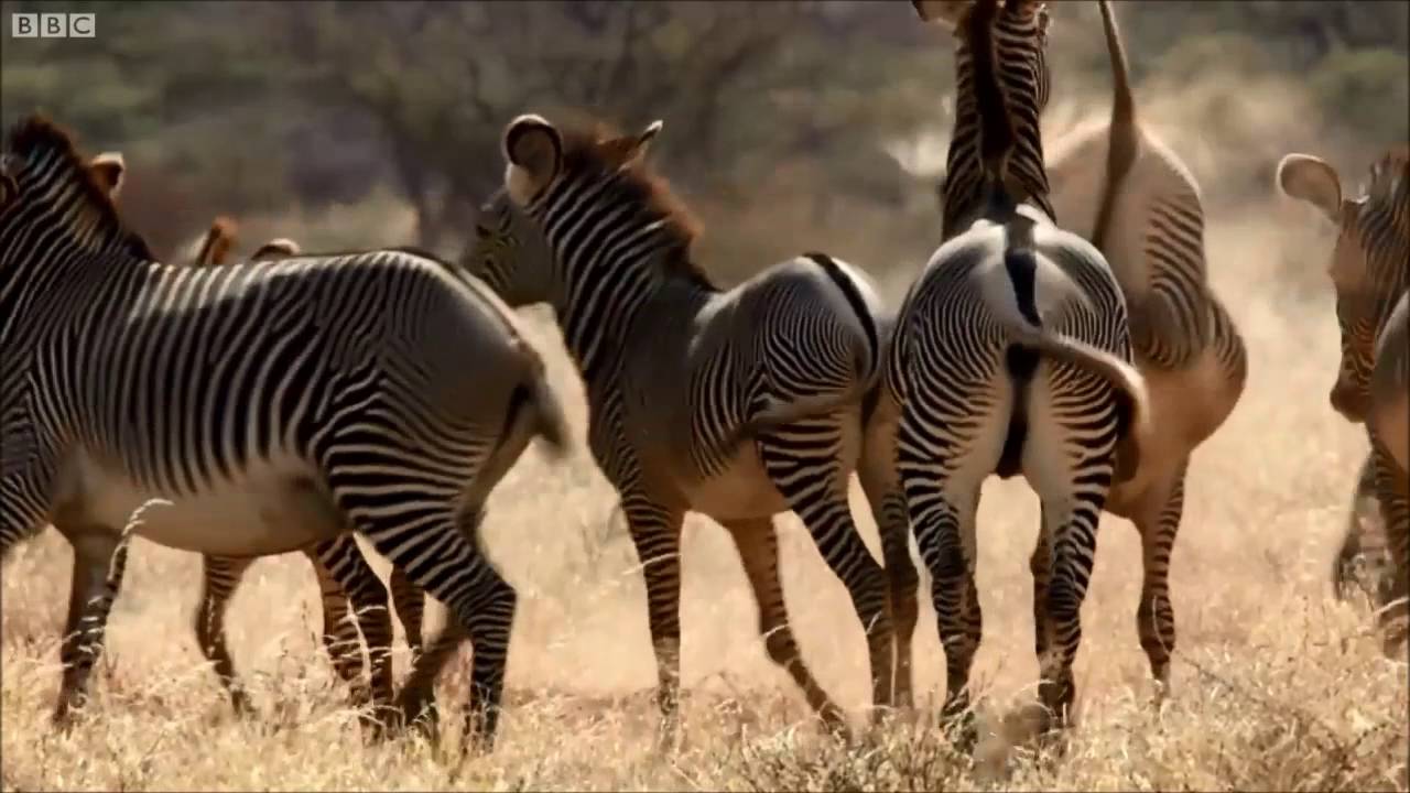 BBC Zebra Dub