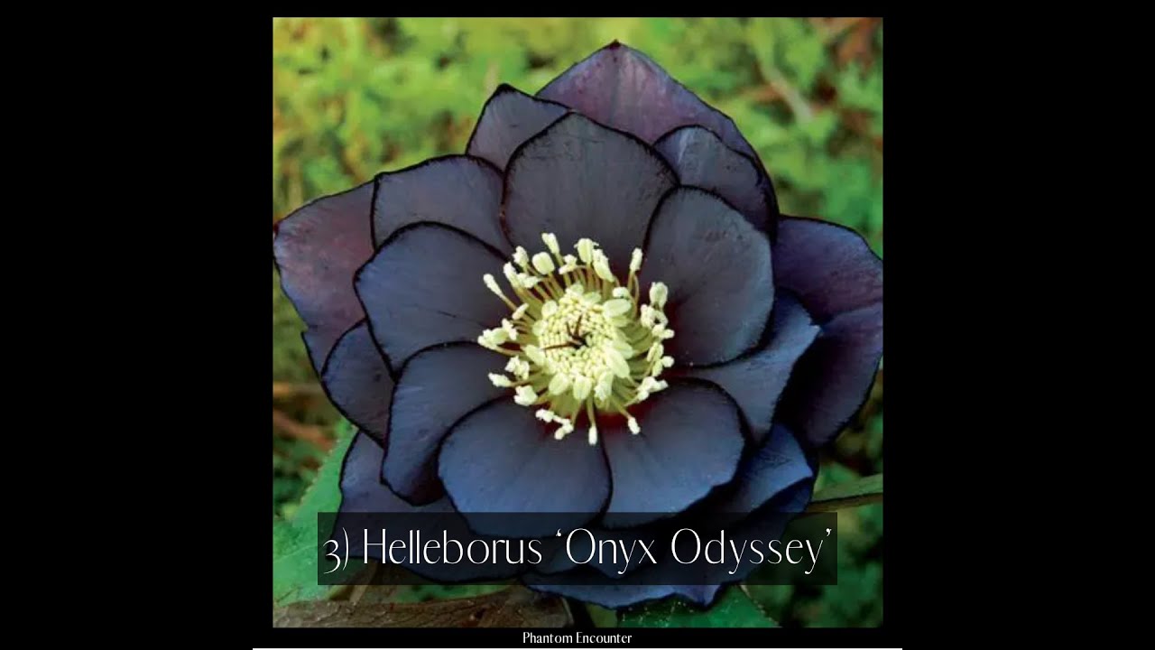 TOP 10 Gothic Flowers For Your Garden #GhostGirlGuide #Witchcraft