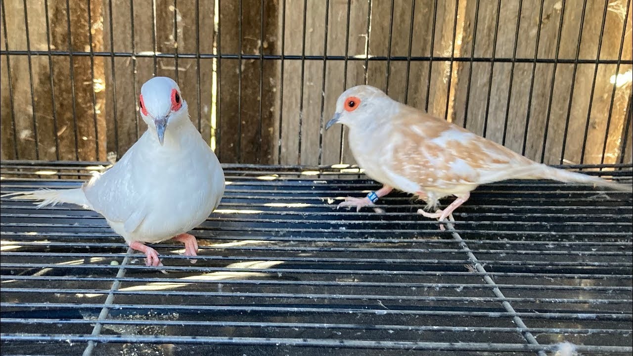 Cute diamond dove videos | funny diamond dove video