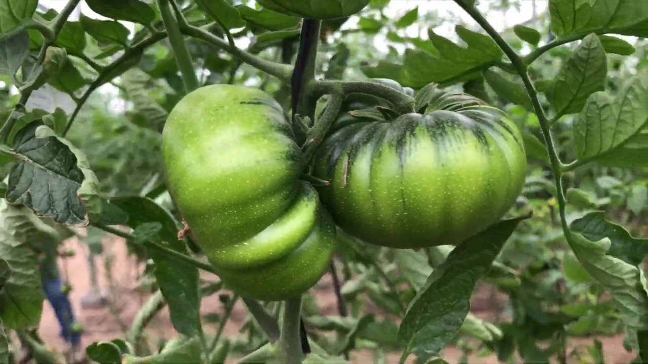 Cultivo de Tomate Raf