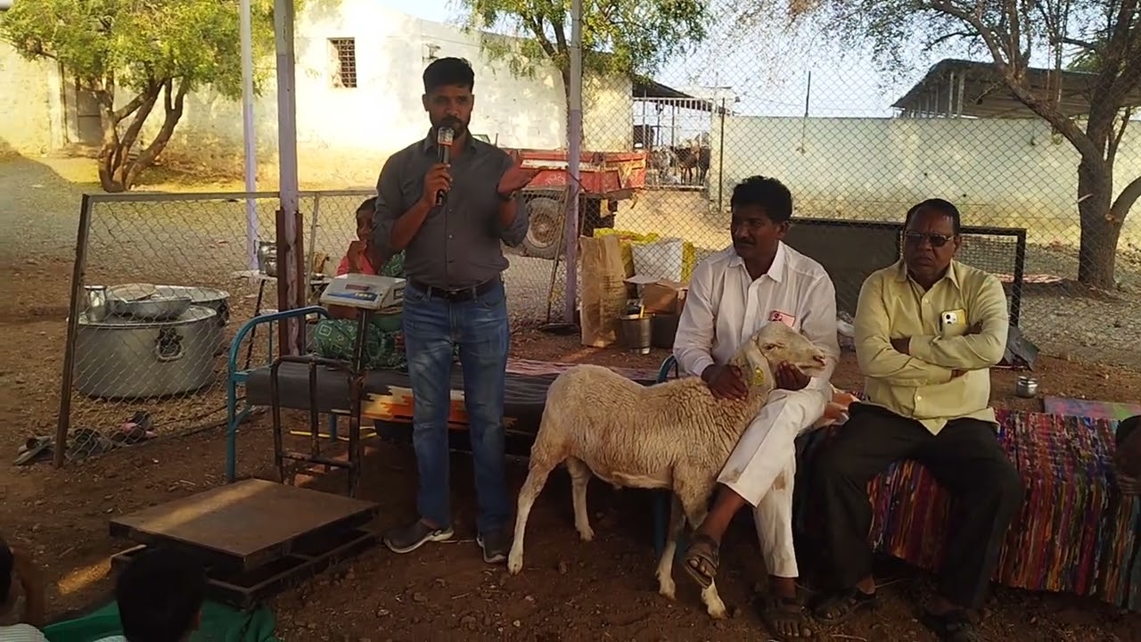 क्षेत्रभेट : विविध मेंढी प्रकार -1 कर्मवीर भाऊराव पाटील विद्यालय बिजवडी ता. माण जि. सातारा 