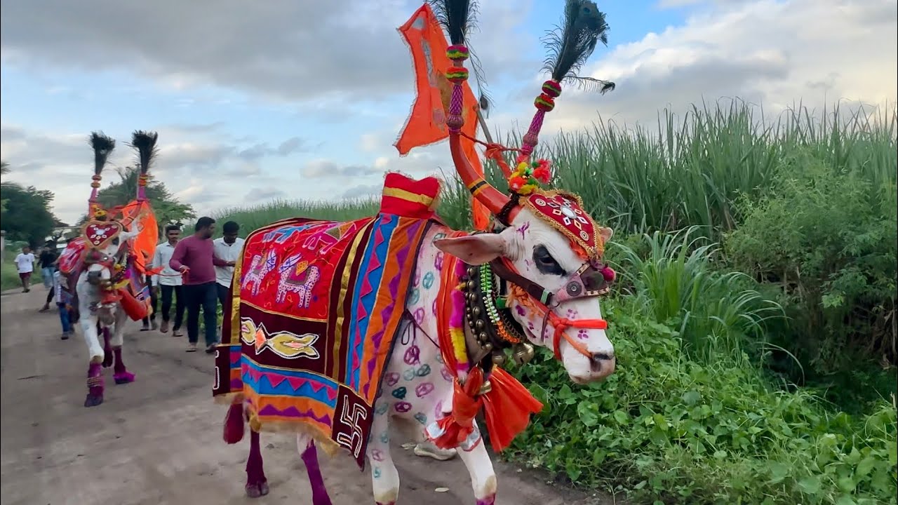 बैल पोळा उत्सव 2025 | bail Pola festival 2025 | bendur | bulls decoration | pashu premi