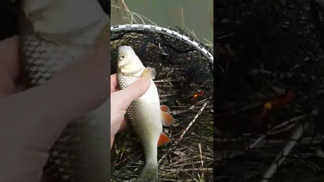Piękny klenik na parkinsona / #shorts  #shortsvideo #klenik #chub #spinning #hobby