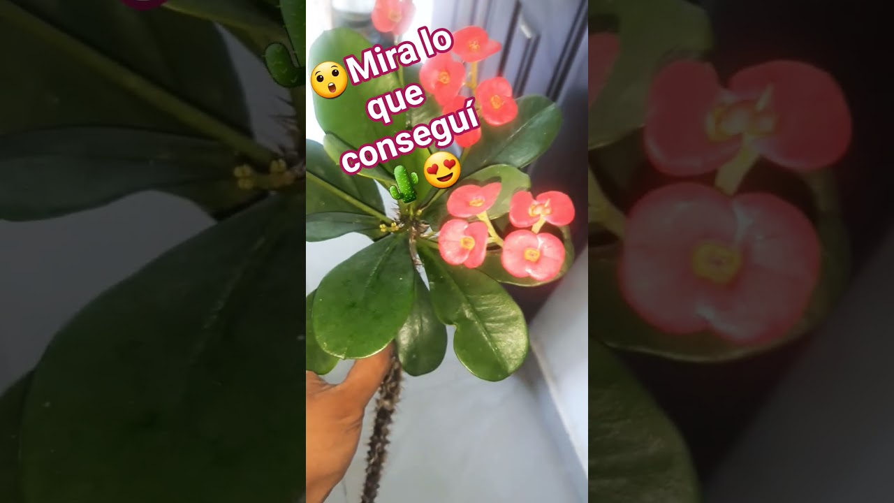mi nueva Corona de cristo mini 