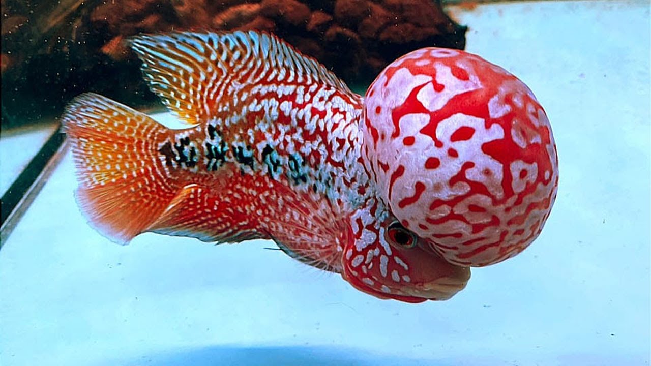 Beautiful kamfa flowerhorn fish aquarium