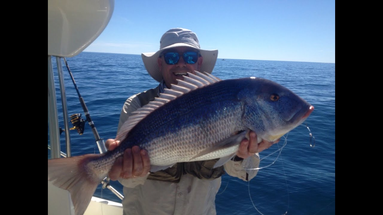 Pesca denton al vivo