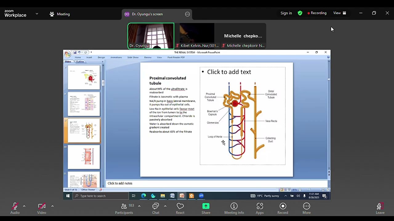 renal physiology