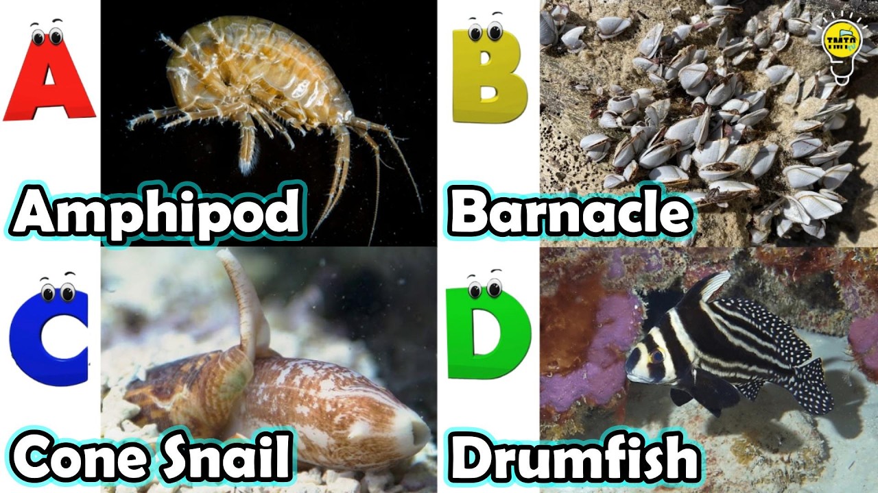 Удивительные морские животные | Песенка про морских животных ABC | Английский язык и животные для...