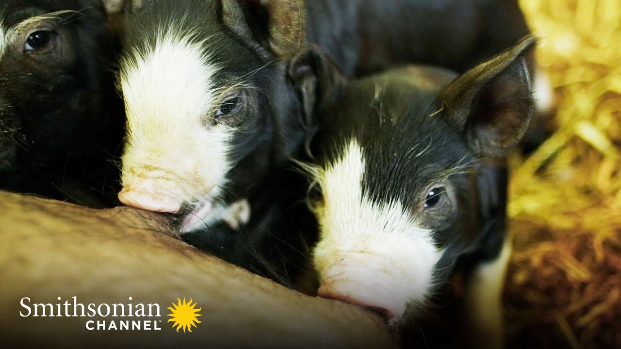 Baby Piglet Struggles to Find Her Meal Time Place 🐷 Wild Tales from the Farm | Smithsonian Channel