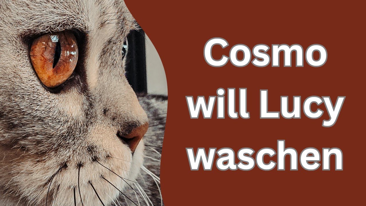 Der Plan der Katzen