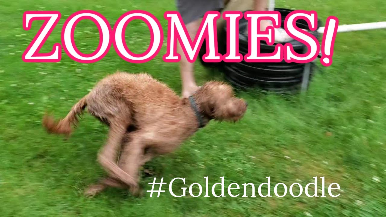 Goldendoodle gets the Zoomies!