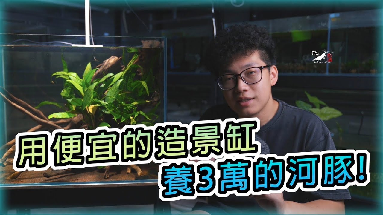 奢華!3萬元的淡水河豚要怎麼造景? 便宜的造景缸舒適嗎?｜金錢狗頭｜淡水河豚｜puffer｜我只是個養蝦的