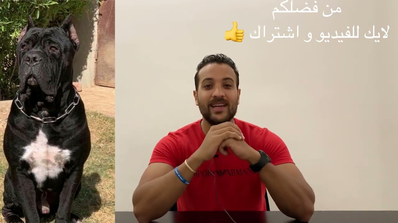 كلب الكين كورسو