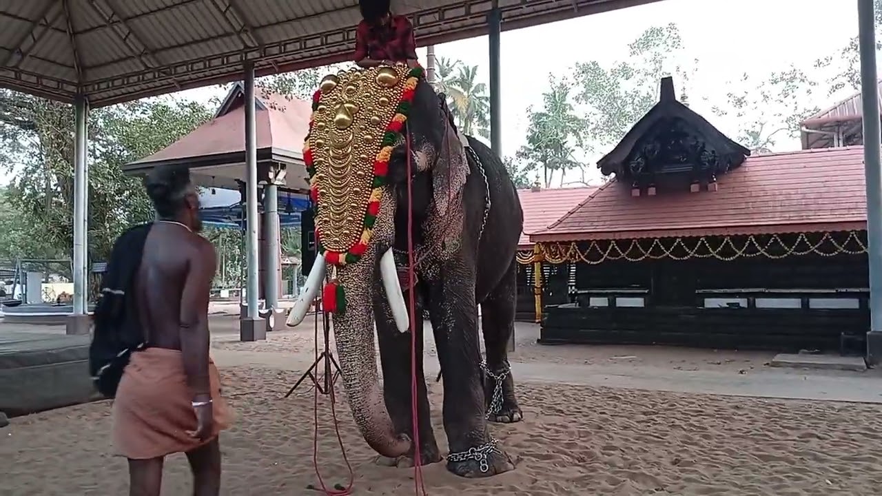 ശീവേലി കുളമാക്കിൽ രാജ ❤️‍🔥