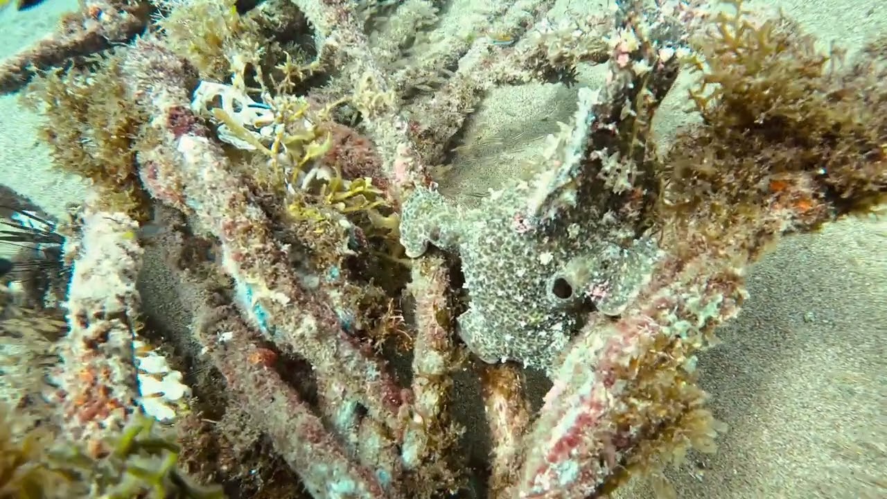 Beautiful Frogfish turning for best opportunities. Philippines 3 3 26
