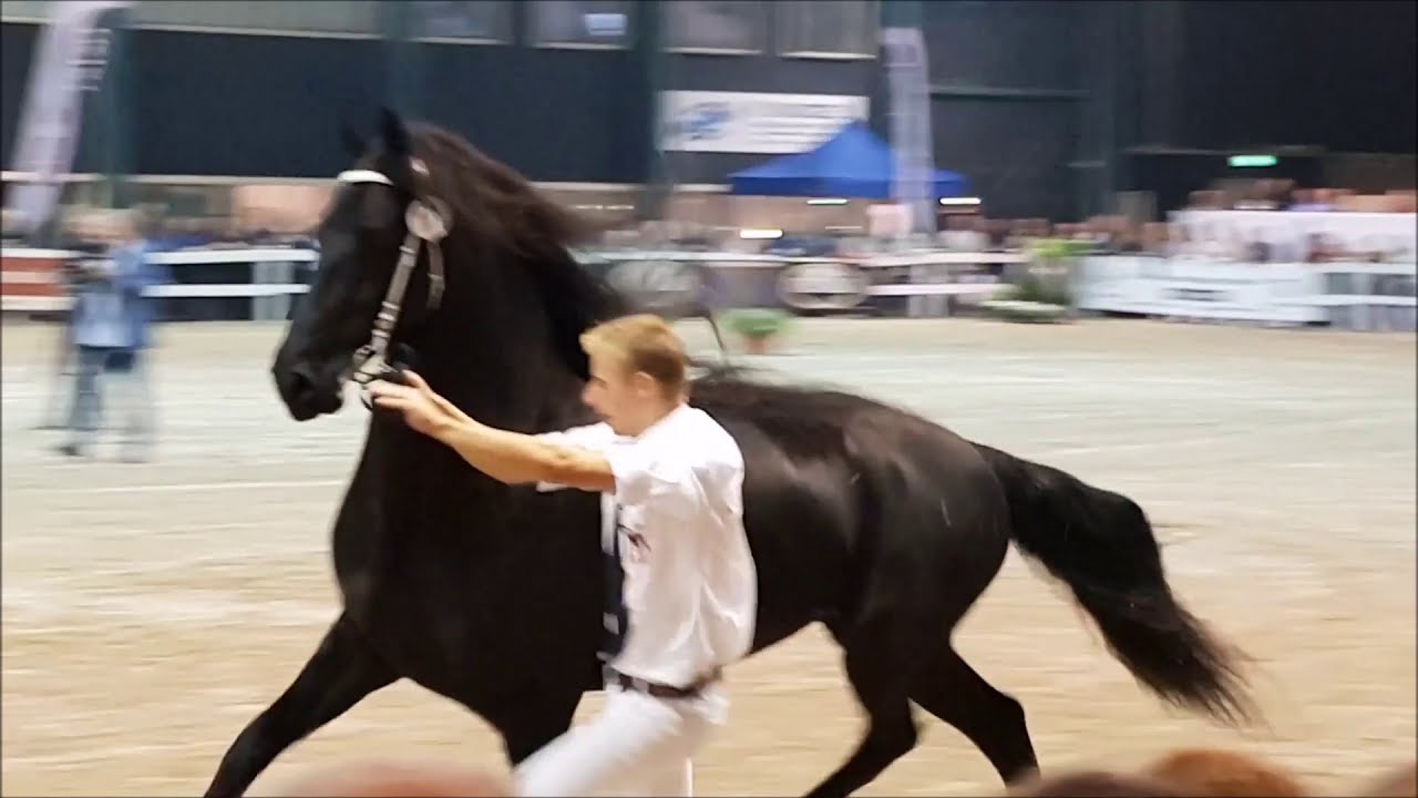 Top of the world. The most beautiful Friesian mares come to this Inspection!