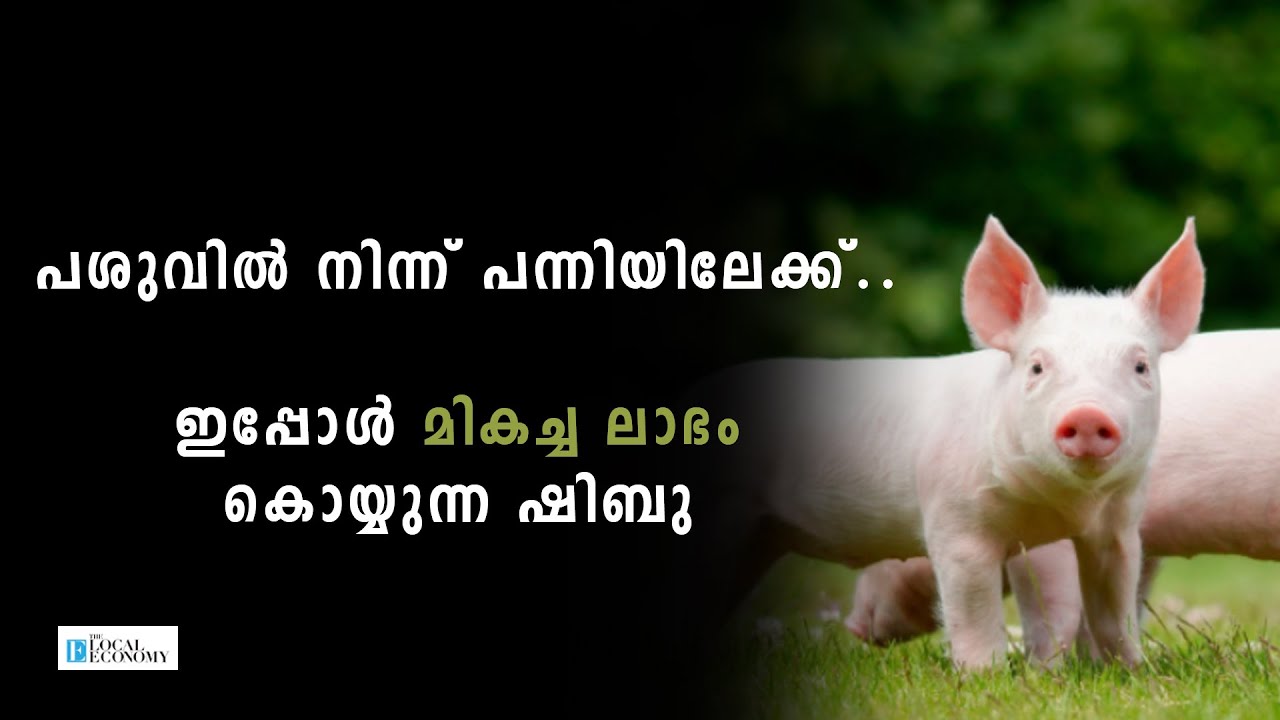 How to start a pig farm| Story of Shibu, who changed to pig farm from cow farm