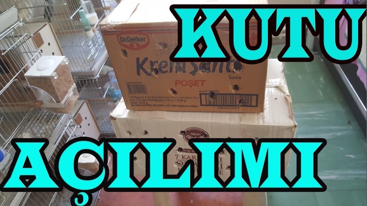 Muhabbet Kuşu  Yeni Kuşlarımız Geldi  KUTU AÇILIMI (3)