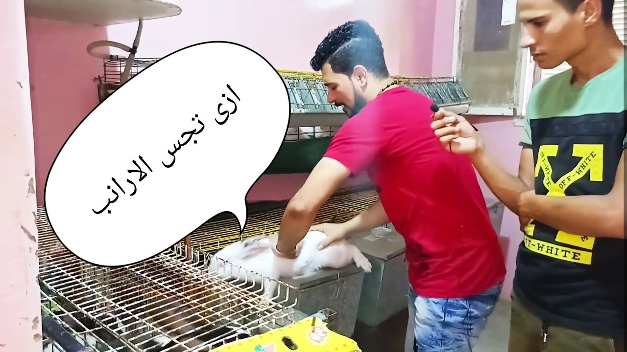 جس الارانب العشار مع ابو نرمين
