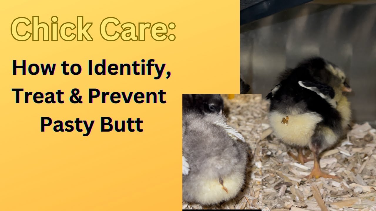Pasty Butt: How to Identify, Treat, & Prevent #pastybutt #chicks #treatment