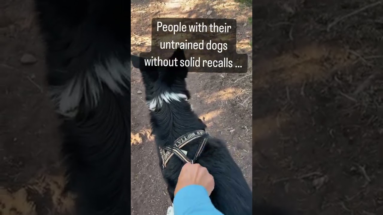 Oh Sure Let Your Dog Off-Leash, what could go wrong