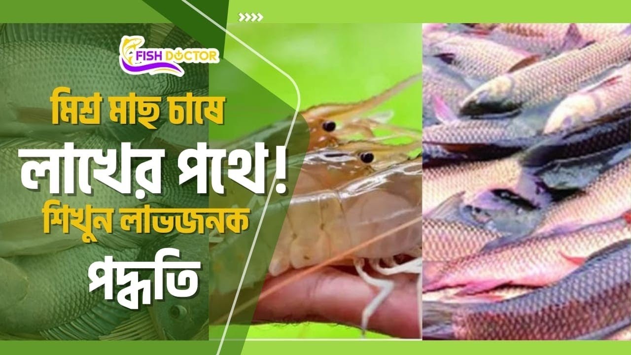 ৫০ শতাংশে ৪ লক্ষ টাকা! মাত্র ৮ মাসে! গলদা চিংড়ি, তেলাপিয়া, রুই! মিশ্র চাষে লাভের রেকর্ড!
