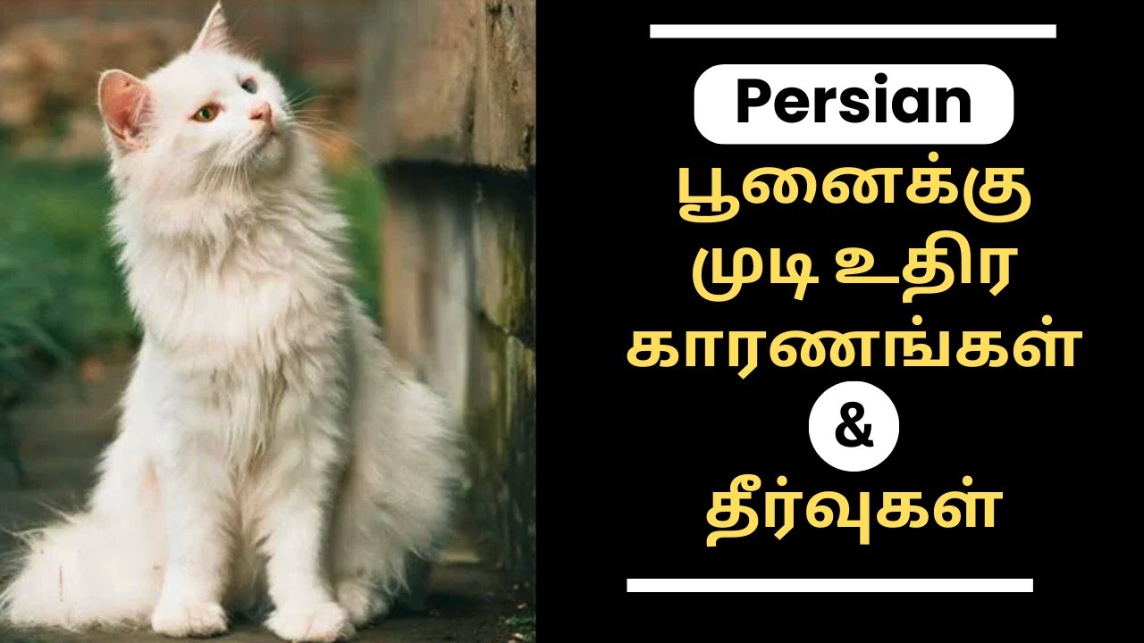 Persian பூனைக்கு  முடி உதிர காரணங்கள் & தீர்வுகள் | Persian cat hair fall solution in tamil