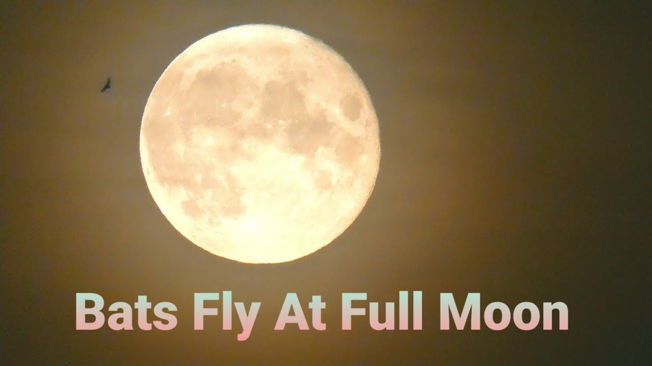 Bats Fly At Full Moon - 24 July 2021 - Crickets Sommer Night Sound Relaxing