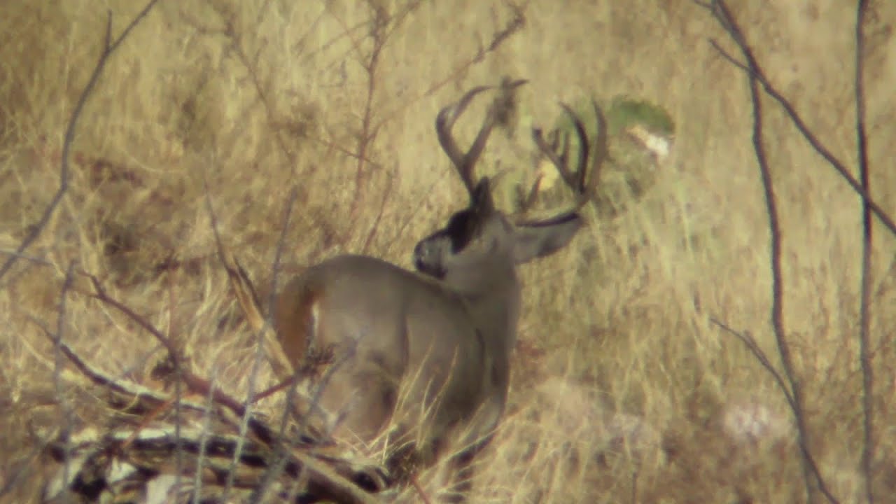 Rutting Coues Bucks! Big, Medium, Small & a 120++