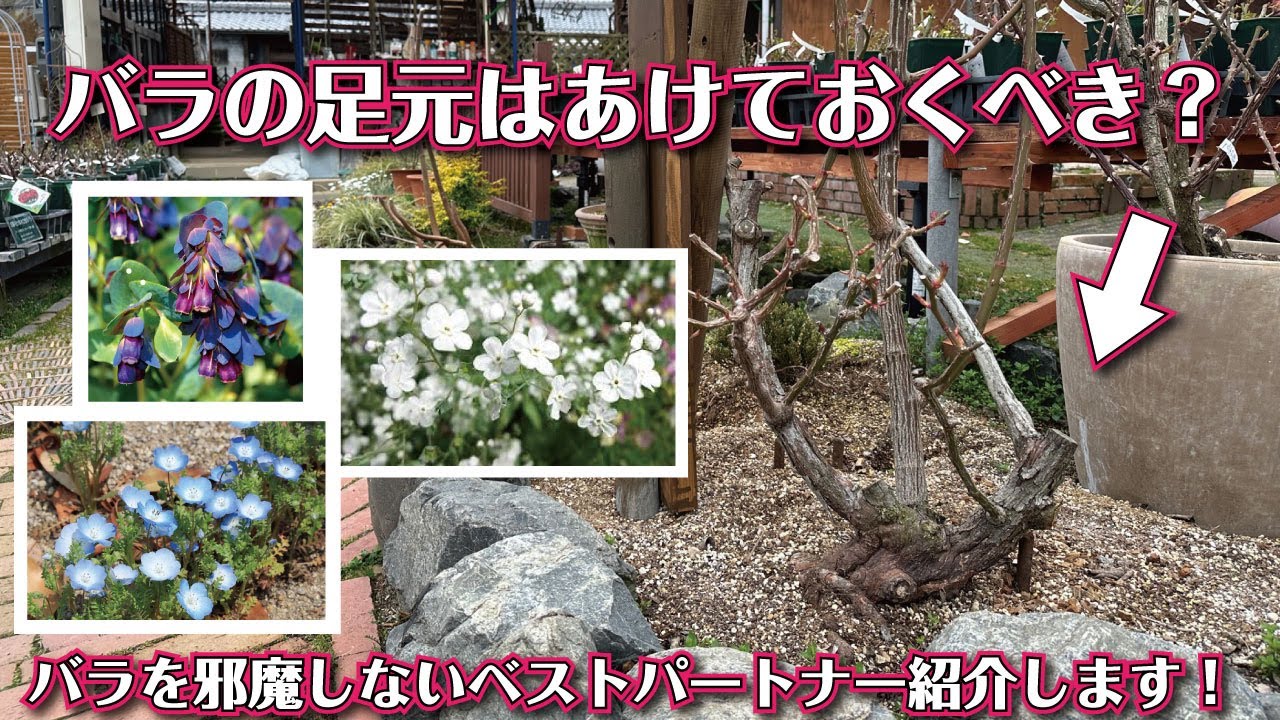 春にぜひ植えたいバラとよく合う草花紹介します！