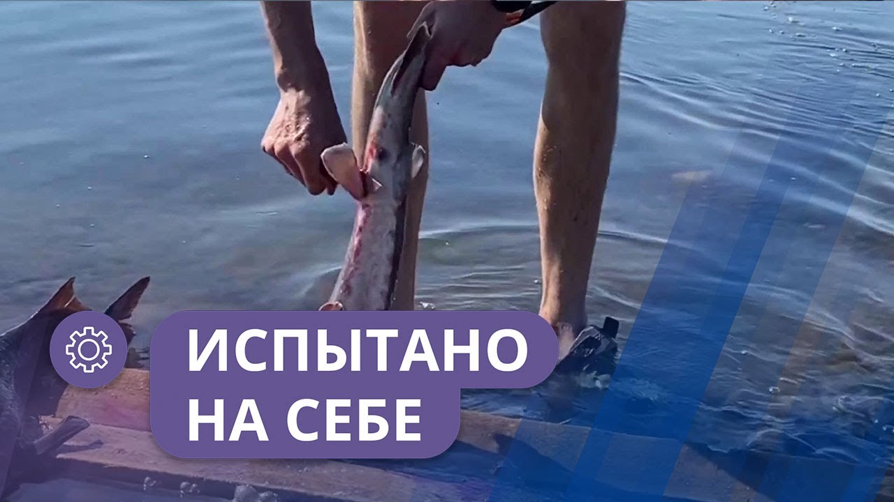 Испытано на себе: Ловля осетра