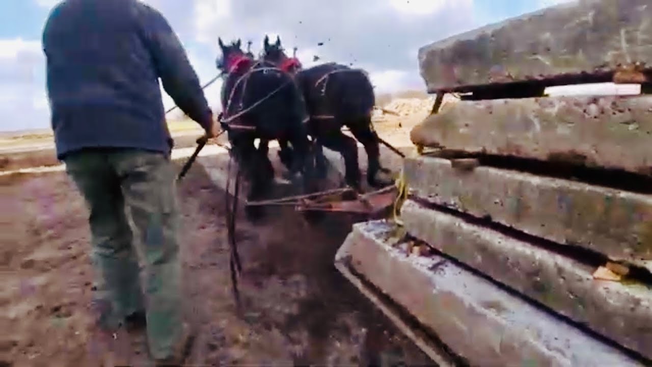 Horse Pull at Home! Which Team is Stronger?? Belgian vs. Percheron