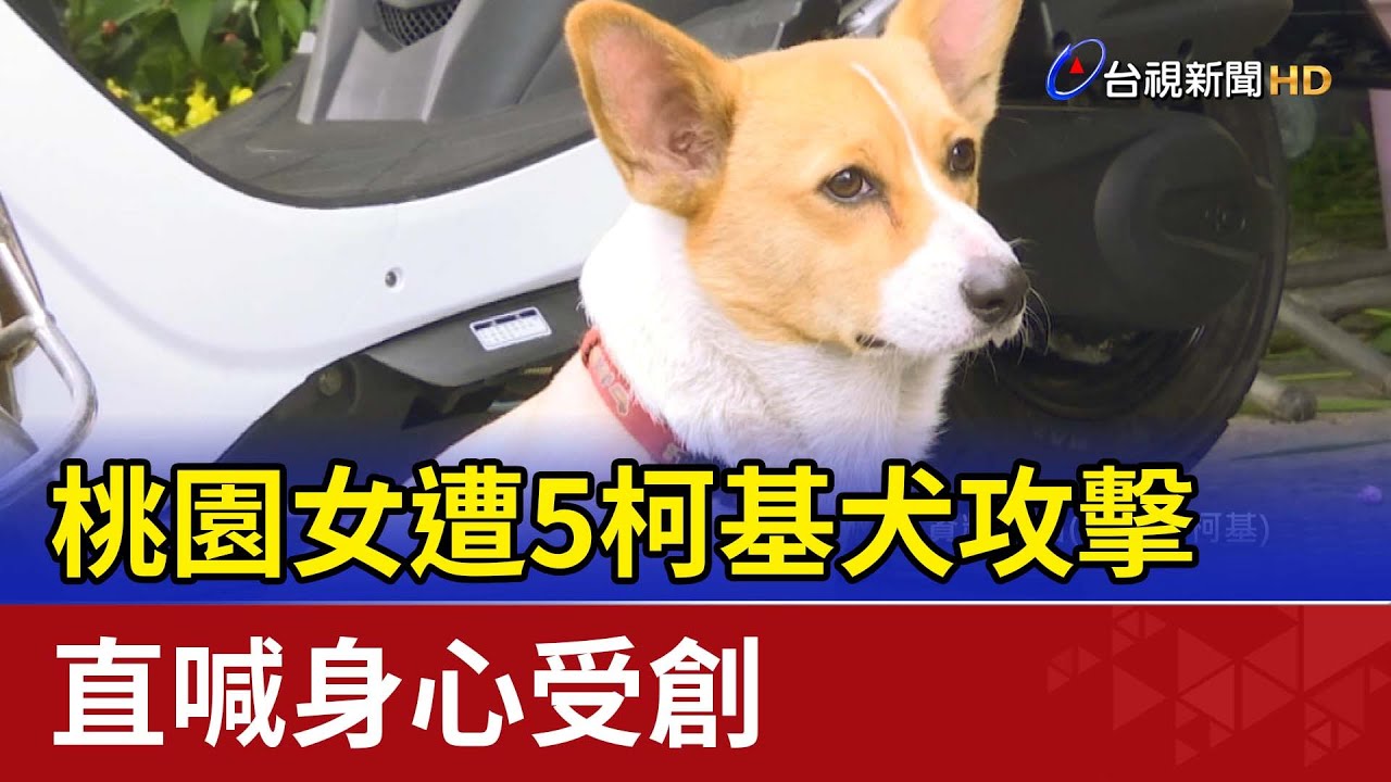 萌犬無害？桃園女遭5柯基犬攻擊 直喊身心受創