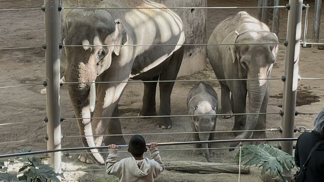 Elephant Family Slideshow