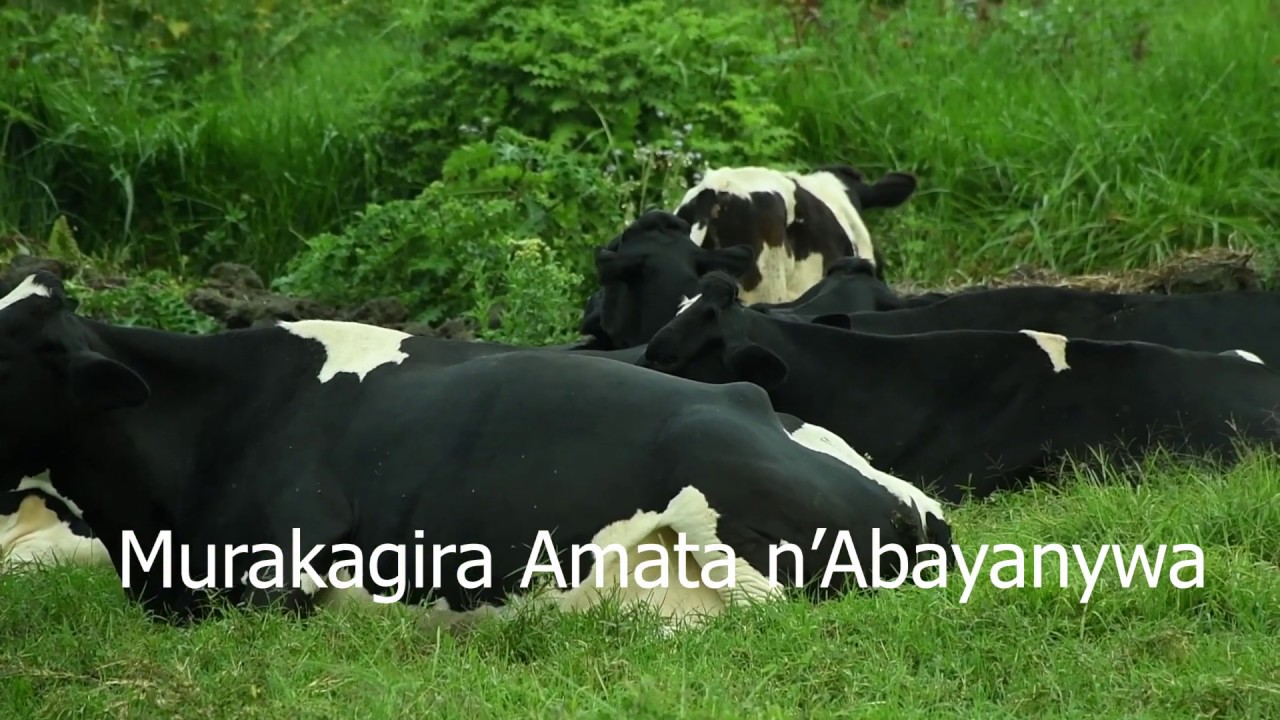 Menya byinshi ku muco wacu// Kunyobanwa,Gukama,Gutarama n'ibindi