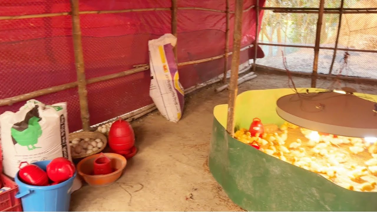 খামারে লোক নাই তাই সারাদিন খামারে কাজ করলাম।