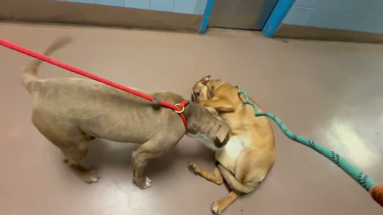 Bridgette & Talia leash test