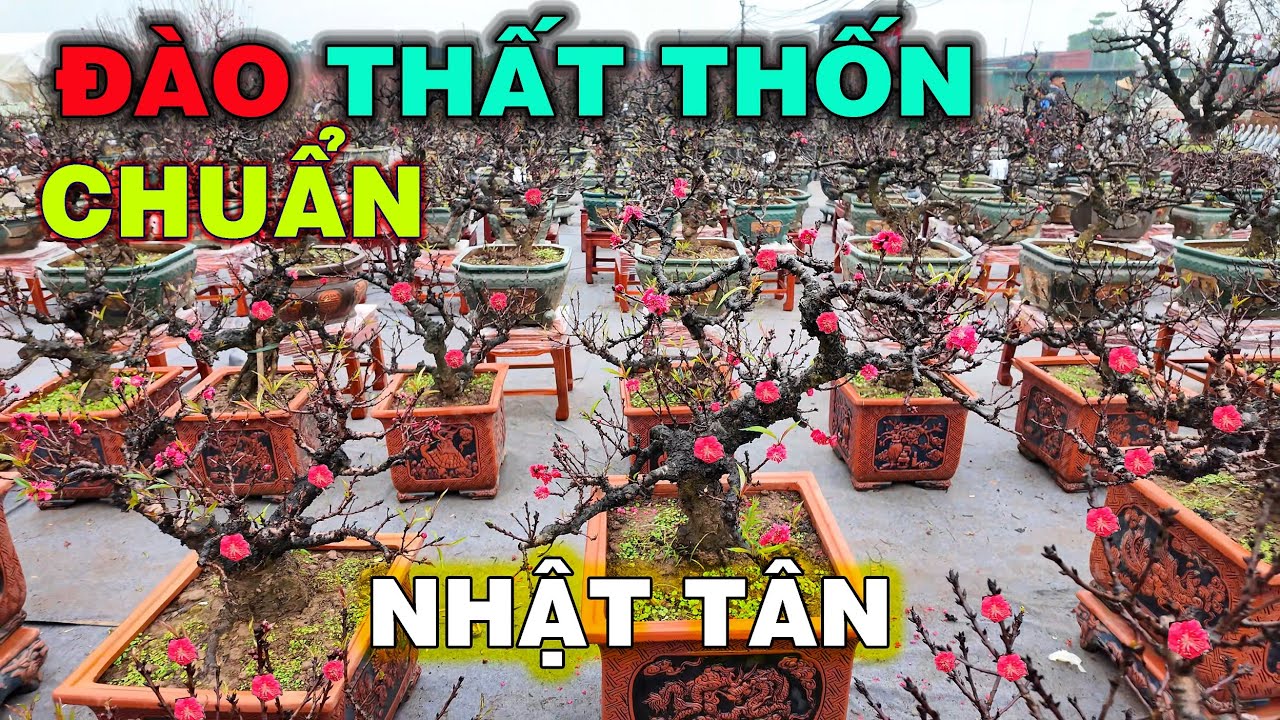 Choáng ngợp vườn Đào Thất Thốn nghìn cây chuẩn Đào Hà Nội ở thủ phủ Nhật Tân