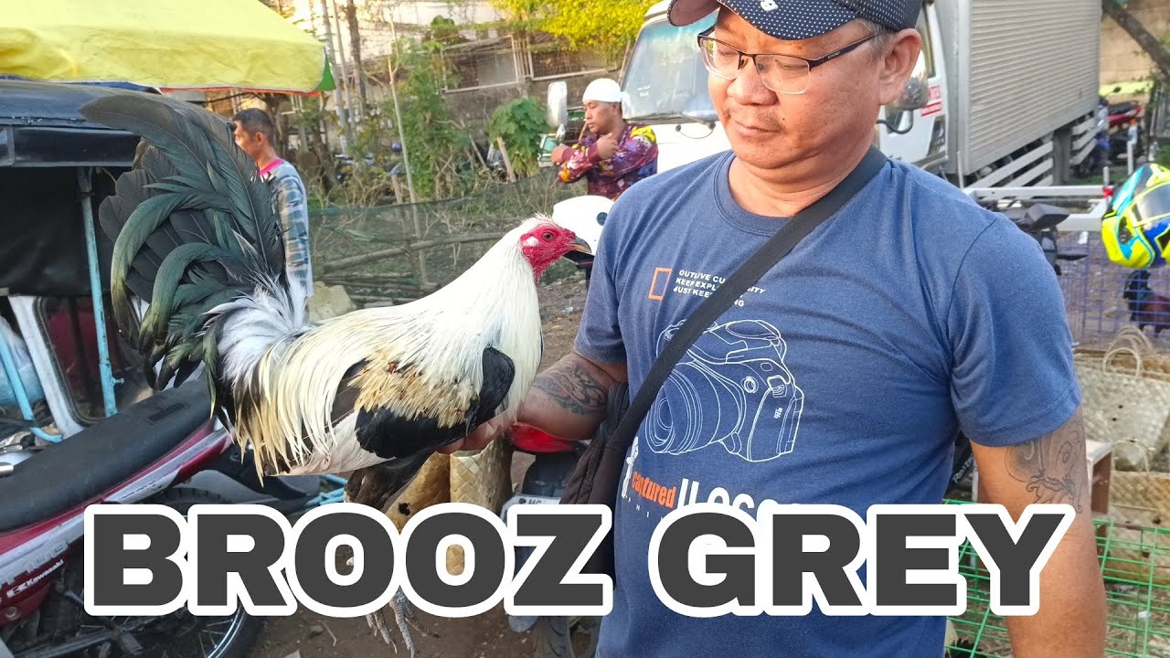 BOSS PERRY ARTISTAHIN NA GANDA PA MANOK DUN GREY BROOZ GREY AT BLACK HATCH GREY MCLEAN HATCH AT 5K