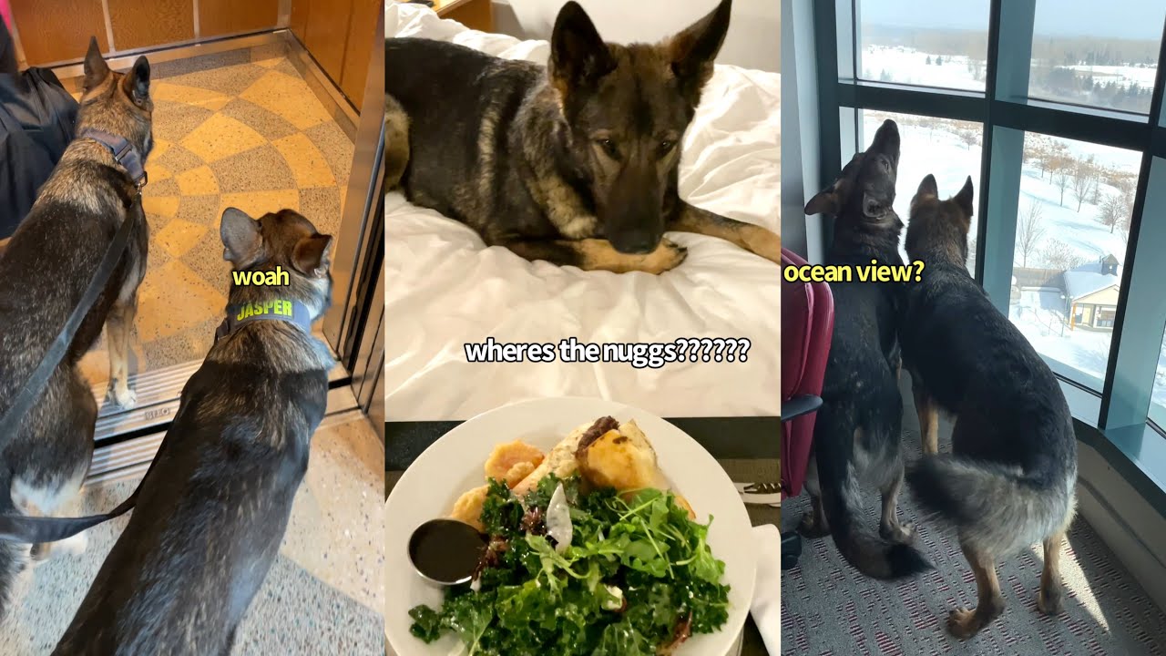 My Dogs Sleepover At Luxury Hotel