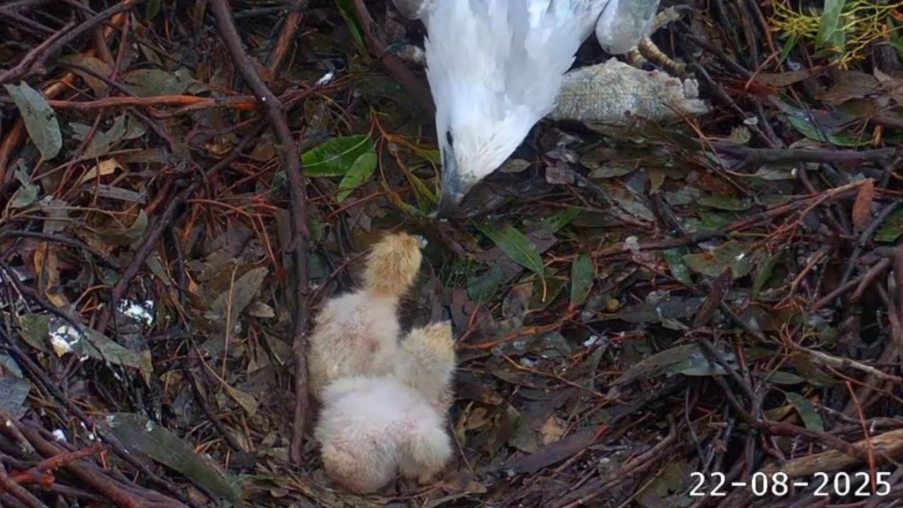 Small eaglet (SE36) gets good lunch feeding after bully by Big eaglet | Sea-EagleCAM | Aug 22, 2025
