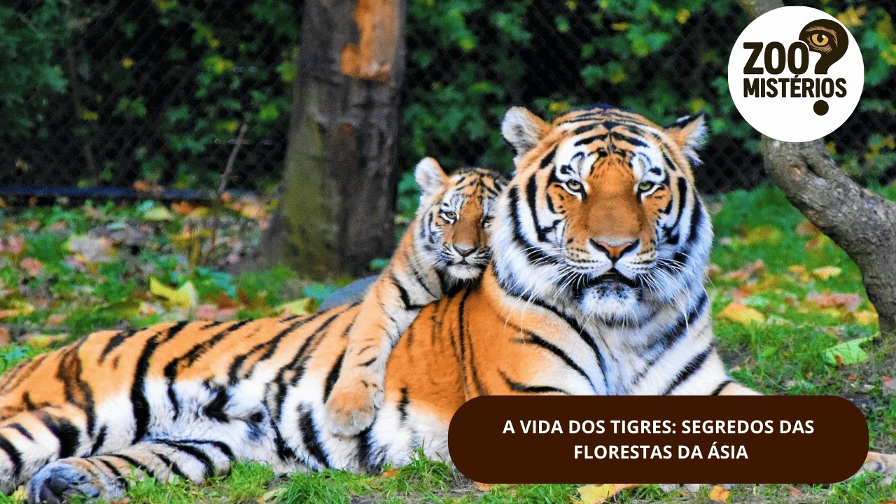 CURIOSIDADES INCRÍVEIS SOBRE TIGRES QUE VOCÊ PRECISA CONHECER