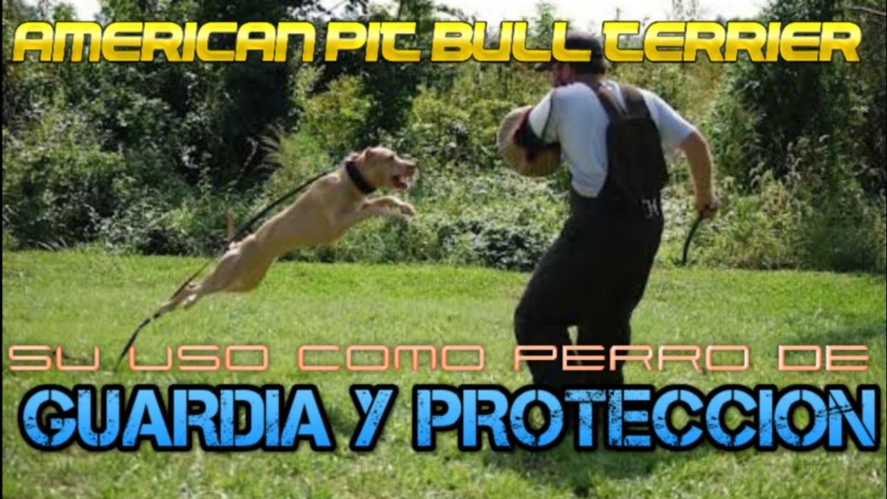 El APBT enfocado en GUARDIA Y PROTECCIÓN - Parte 1