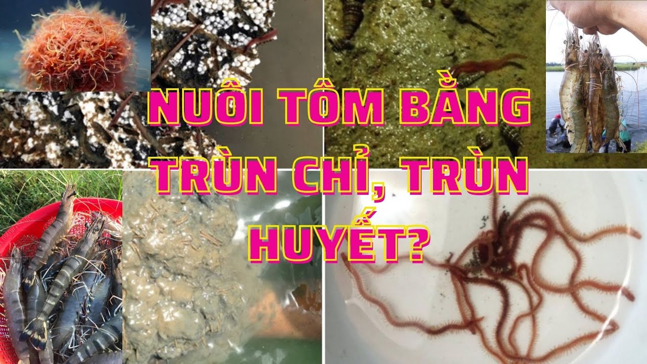NUÔI TÔM BẰNG THỨC ĂN TỰ NHIÊN, CHI PHÍ THẤP-HIỆU QUẢ CAO?