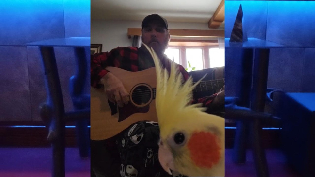 Eric K. Bird Song #musician