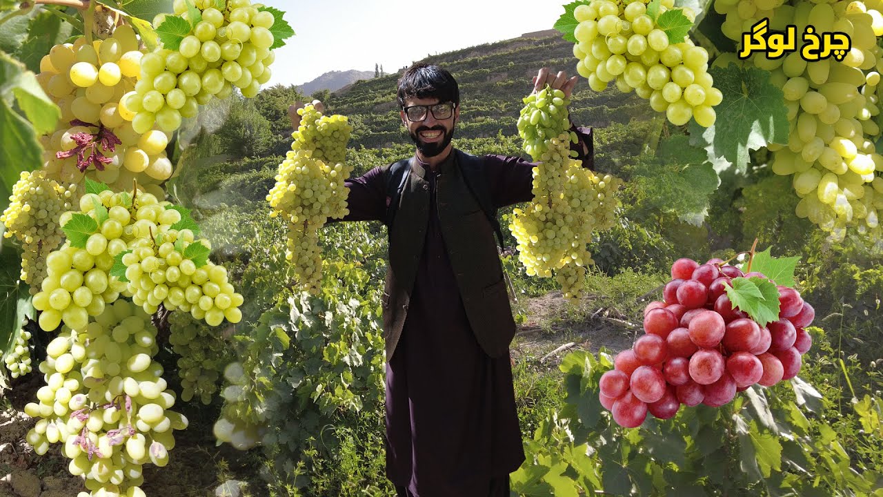 7 Type Grapes Garden in Afghanistan 🍇 | انگورو غټ باغ